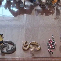 کلکسیون حیوانات|کلکسیون و سرگرمی|اندیشه, اندیشه فاز ۵|دیوار