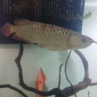 آروانا گلد هایبک بلوبیس