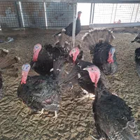 بوقلمون برنز|حیوانات مزرعه|تهران, شهرک طالقانی|دیوار