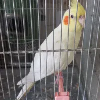 عروس هلندی نر