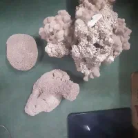 مرجان دریایی کاملا بزرگ و چشمگیر