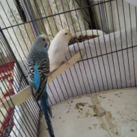 مورغ عشق|پرنده|زبرخان, |دیوار