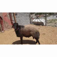 قوچ افشار۲ساله