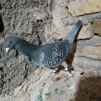 کفتر یا کبوتر|پرنده|تربتحیدریه, پائین ولایت|دیوار