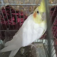 عروس هلندی نر مست