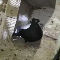 کبوترزاغ سهره