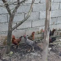 خروس محلی و جوجه|حیوانات مزرعه|رودبنه, |دیوار