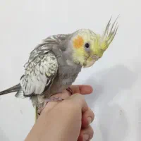 طوطی عروس هلندی