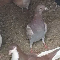 ۲ تا کبوتر خطی|پرنده|دشتابی, |دیوار