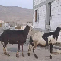 بره قوچ افشاری اصیل|حیوانات مزرعه|زند, |دیوار