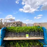 نهال انگور رو از منه تولید کننده بخر، نه دلال.|خدمات باغبانی و درختکاری|شیراز, باغشهر اهل بیت|دیوار