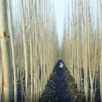 نهال صنوبر نیگرا ، درخت صنوبر، گلخانه نهالستان