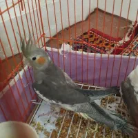 عروس هلندی سینامون ۴ ماهه سالم