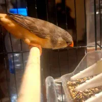 فنچ ماده فول اورنج گرید A+ مولد|پرنده|تهران, دبستان|دیوار