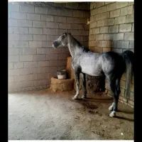 اسب عرب نژاد