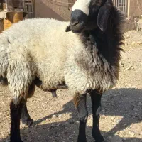 بره قوچی بسیار زیبا|حیوانات مزرعه|تاکستان, |دیوار