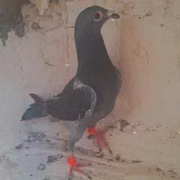 کفتر