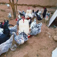 تخم مرغ نطفه دار گلین چهل تاژ ریشی|حیوانات مزرعه|نجفآباد, ویلاشهر|دیوار