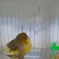 قناری گلاستر اورجینال.|پرنده|محمودآباد, |دیوار