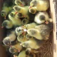 جوجه قوغاز و جوجه غاز دورگه|حیوانات مزرعه|چاف و چمخاله, |دیوار