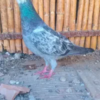 کبوتر نر مخصوص بازی