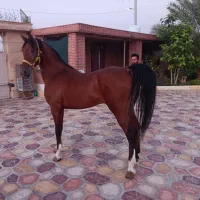 اسب|اسب و تجهیزات اسب‌سواری|زنجان, |دیوار