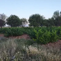 فروش گاوداری و مجوزه گلخانه