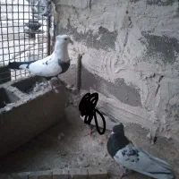 کبوتر فروشی|پرنده|بهبهان, |دیوار