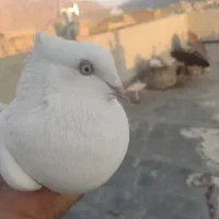 کبوتر کفتر سفید اراکی ماده|پرنده|مرودشت, بیست متری بیمارستان|دیوار