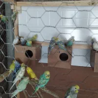 مرغ عشق|پرنده|مریوان, |دیوار