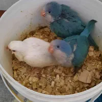 جوجه راهب