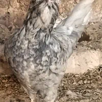 جوجه مرغ گلین یک روزه تا4ماه