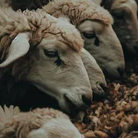 بره ویژه محرم رسید گوسفند زنده