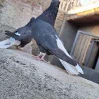 نر ماده زاغ دم اسبی