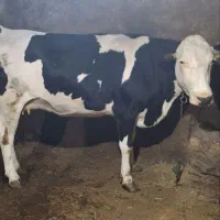 گاو سیمنتال شکم اول ۲۸ روز مانده به زایمان