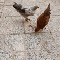 مرغ و خروس گلپایگانی