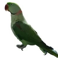 طوطی گمشده