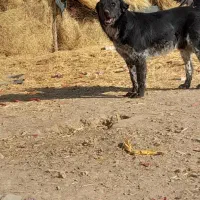 واگذاری|سگ|اصفهان, سرشبادران|دیوار