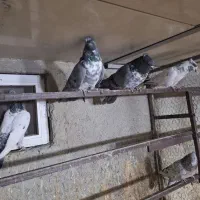 کفترپرشی|پرنده|اسلام‌شهر, شهرک سالور|دیوار