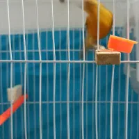 قناری دارچینی شلاقی.فنچ|پرنده|مشهد, انقلاب|دیوار