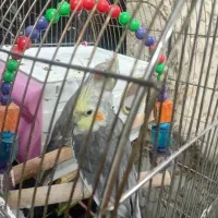 عروس هلندی نر|پرنده|کرمانشاه, |دیوار