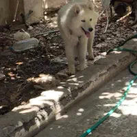 سگ هاسکی|سگ|جیرفت, |دیوار