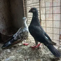 المانی ورنگی