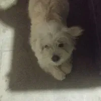 سگ پشمالو تریئر|سگ|لاهیجان, لیل|دیوار