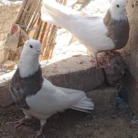 کبوتر طوقی کرمانشاهی|پرنده|هامون, |دیوار