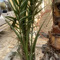 درخت نخل برحی|گل و گیاه طبیعی|اهواز, شریعتی جنوبی|دیوار