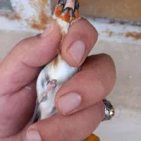 فروش سهره چونه خط نر|پرنده|شیراز, آزادگان|دیوار