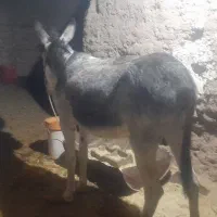 دو عدد خر گله یک عدد نرکی اخته دوم ماچکی|حیوانات مزرعه|قم, قلعه عموحسین|دیوار