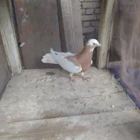 کبوتر|پرنده|آباده, |دیوار