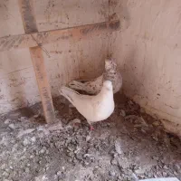 فروشی یه جایی